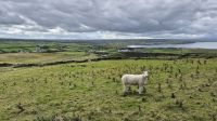Giant's Causeway &ndash; &copy; Sinah Witzig (Eberhardt TRAVEL)