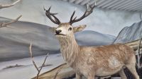 Glenveagh Nationalpark &ndash; &copy; Sinah Witzig (Eberhardt TRAVEL)