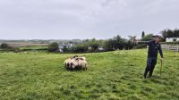 Atlantic Sheep Dogs &ndash; &copy; Sinah Witzig (Eberhardt TRAVEL)
