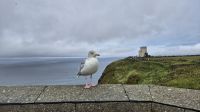 Cliffs of Moher &ndash; &copy; Sinah Witzig (Eberhardt TRAVEL)