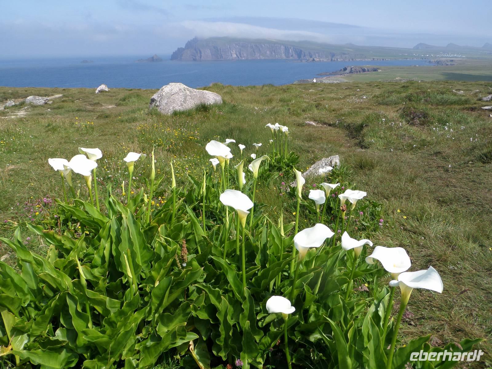Dingle &ndash; &copy; Petra Sauer (Eberhardt TRAVEL)