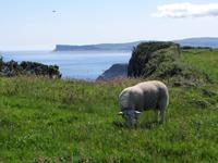 Causeway Coastal Route &ndash; &copy; Petra Sauer (Eberhardt TRAVEL)