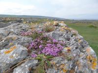 The Burren &ndash; &copy; Petra Sauer (Eberhardt TRAVEL)