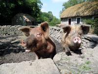 Bunratty  &ndash; &copy; Petra Sauer (Eberhardt TRAVEL)