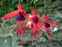 Dingle Fuchsien &ndash; &copy; Petra Sauer (Eberhardt TRAVEL)