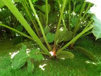 Muckross House and Garden Gunnera &ndash; &copy; Petra Sauer (Eberhardt TRAVEL)