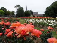 Tralee Rosengarten &ndash; &copy; Petra Sauer (Eberhardt TRAVEL)