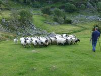 Ring of Kerry - Kissane Sheep Farm &ndash; &copy; Ralf Kuchenbecker (Eberhardt TRAVEL)
