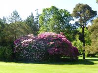 Muckross Park &ndash; &copy; Ralf Kuchenbecker (Eberhardt TRAVEL)