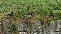 Galway &ndash; &copy; Petra Sauer (Eberhardt TRAVEL)