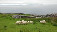 Dingle-Rundfahrt &ndash; &copy; Petra Sauer (Eberhardt TRAVEL)