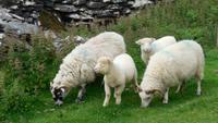 Dingle-Rundfahrt &ndash; &copy; Petra Sauer (Eberhardt TRAVEL)