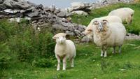 Dingle-Rundfahrt &ndash; &copy; Petra Sauer (Eberhardt TRAVEL)