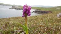 Orchidee &ndash; &copy; Petra Sauer (Eberhardt TRAVEL)