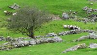 Ring of Kerry Schäfer Kissane &ndash; &copy; Petra Sauer (Eberhardt TRAVEL)