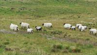 Connemara