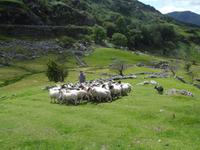Schäfer &ndash; &copy; Peter Rudolph (Eberhardt TRAVEL)