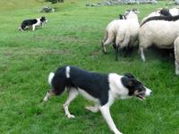 Kissane Sheepfarm
