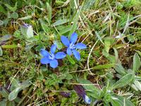 Burren - Burren Way - Enzian &ndash; &copy; Ralf Kuchenbecker (Eberhardt TRAVEL)