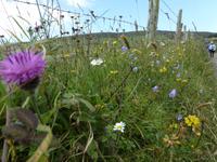 Knocknarea &ndash; &copy; Ralf Kuchenbecker (Eberhardt TRAVEL)