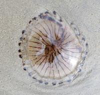 Qualle &ndash; &copy; Petra Sauer (Eberhardt TRAVEL)