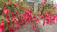 Dingle Fuchsie &ndash; &copy; Petra Sauer (Eberhardt TRAVEL)