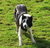 Boardercollie &ndash; &copy; Petra Sauer (Eberhardt TRAVEL)