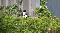 Miau &ndash; &copy; Petra Sauer (Eberhardt TRAVEL)