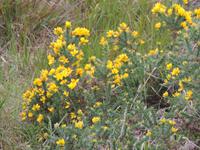 29 Sommer-Ginster &ndash; &copy; Astrid Lang (Eberhardt TRAVEL)
