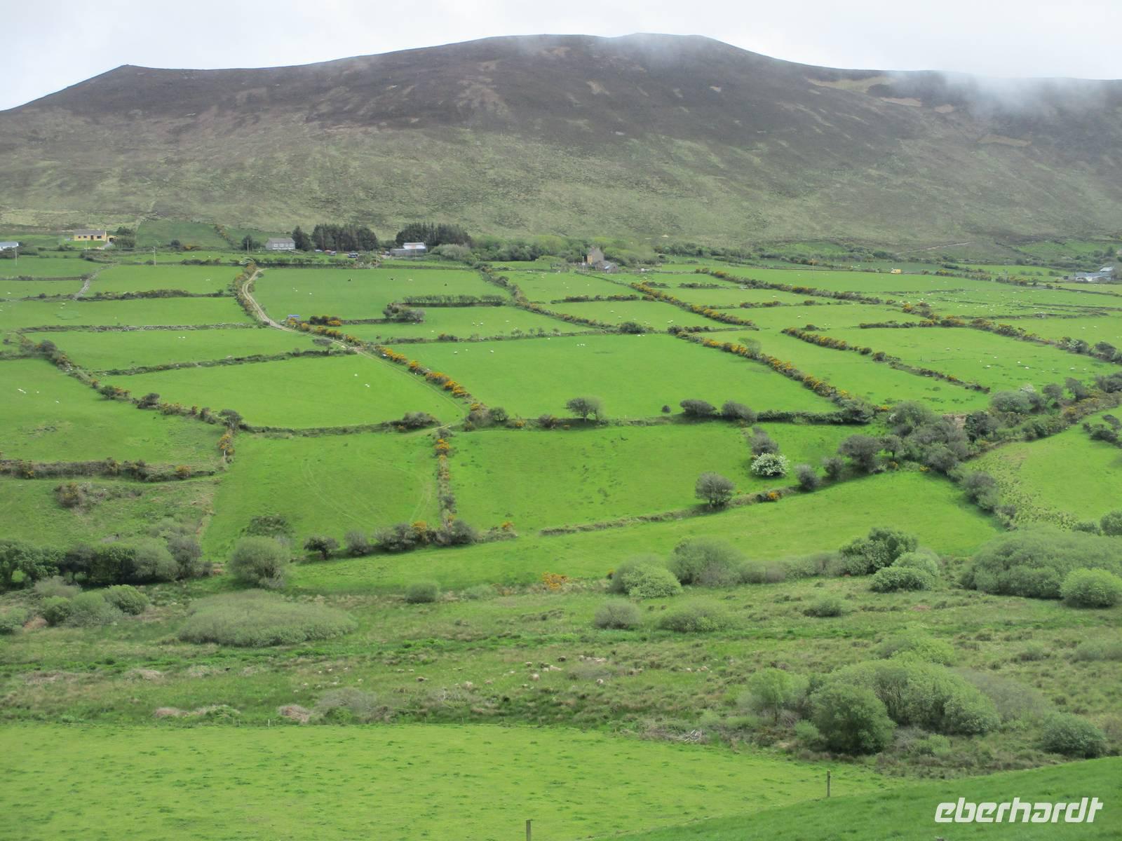 Knicks im Anascaul-Tal, Dingle &ndash; &copy; Peter Rudolph (Eberhardt TRAVEL)