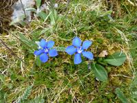 Burren Way - Enzian &ndash; &copy; Ralf Kuchenbecker (Eberhardt TRAVEL)