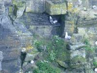 Cliffs of Moher &ndash; &copy; Ralf Kuchenbecker (Eberhardt TRAVEL)