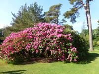 Muckross Park &ndash; &copy; Ralf Kuchenbecker (Eberhardt TRAVEL)