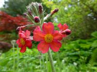 Powerscourt Garden &ndash; &copy; Ralf Kuchenbecker (Eberhardt TRAVEL)