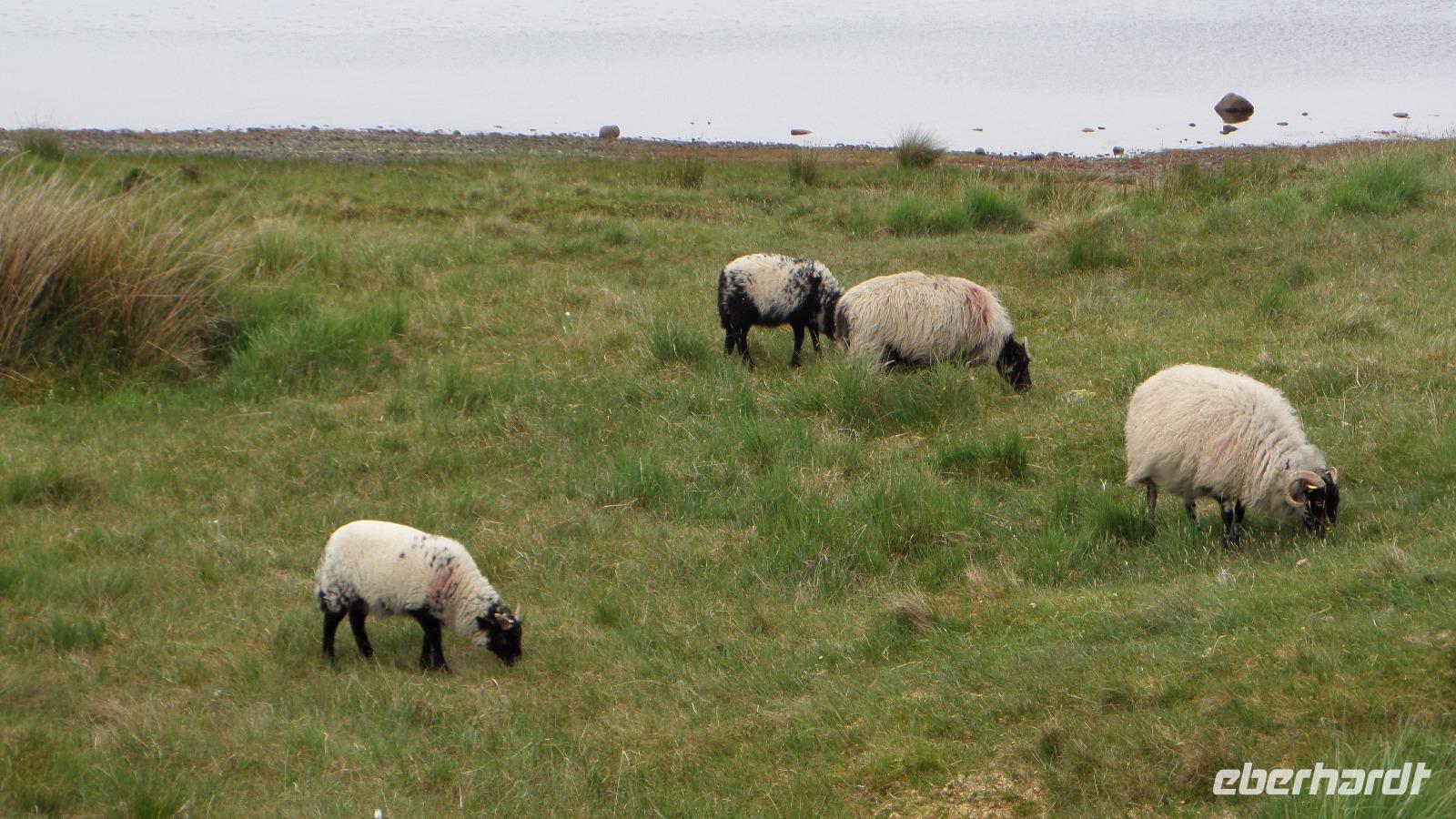Connemara &ndash; &copy; Petra Sauer (Eberhardt TRAVEL)
