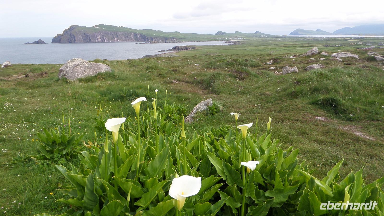 Dingle &ndash; &copy; Petra Sauer (Eberhardt TRAVEL)