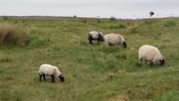 Connemara