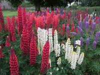 Tralee Rosengarten &ndash; &copy; Petra Sauer (Eberhardt TRAVEL)