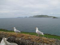 Blasket Islands  &ndash; &copy; Petra Sauer (Eberhardt TRAVEL)