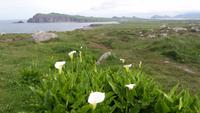 Dingle &ndash; &copy; Petra Sauer (Eberhardt TRAVEL)
