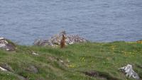 Irischer Hase &ndash; &copy; Petra Sauer (Eberhardt TRAVEL)