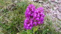 Orchideen &ndash; &copy; Petra Sauer (Eberhardt TRAVEL)