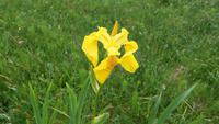 Iris &ndash; &copy; Petra Sauer (Eberhardt TRAVEL)