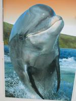 Fungie ... &ndash; &copy; Petra Sauer (Eberhardt TRAVEL)