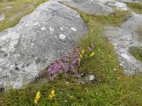  im steinigen Burren &ndash; &copy; Adelheid Fritzsche (Eberhardt TRAVEL)
