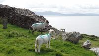 Dingle &ndash; &copy; Petra Sauer (Eberhardt TRAVEL)