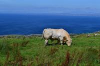 Der König des Burren &ndash; &copy; Andreas Wolfsteller (Eberhardt TRAVEL)