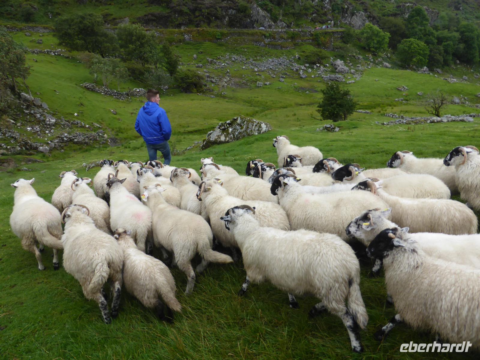 124-Kissanes_Sheepfarm &ndash; &copy; Dirk Schlosser (Eberhardt TRAVEL)