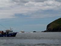 Dingle- Bootsfahrt &ndash; &copy; Dirk Schlosser (Eberhardt TRAVEL)