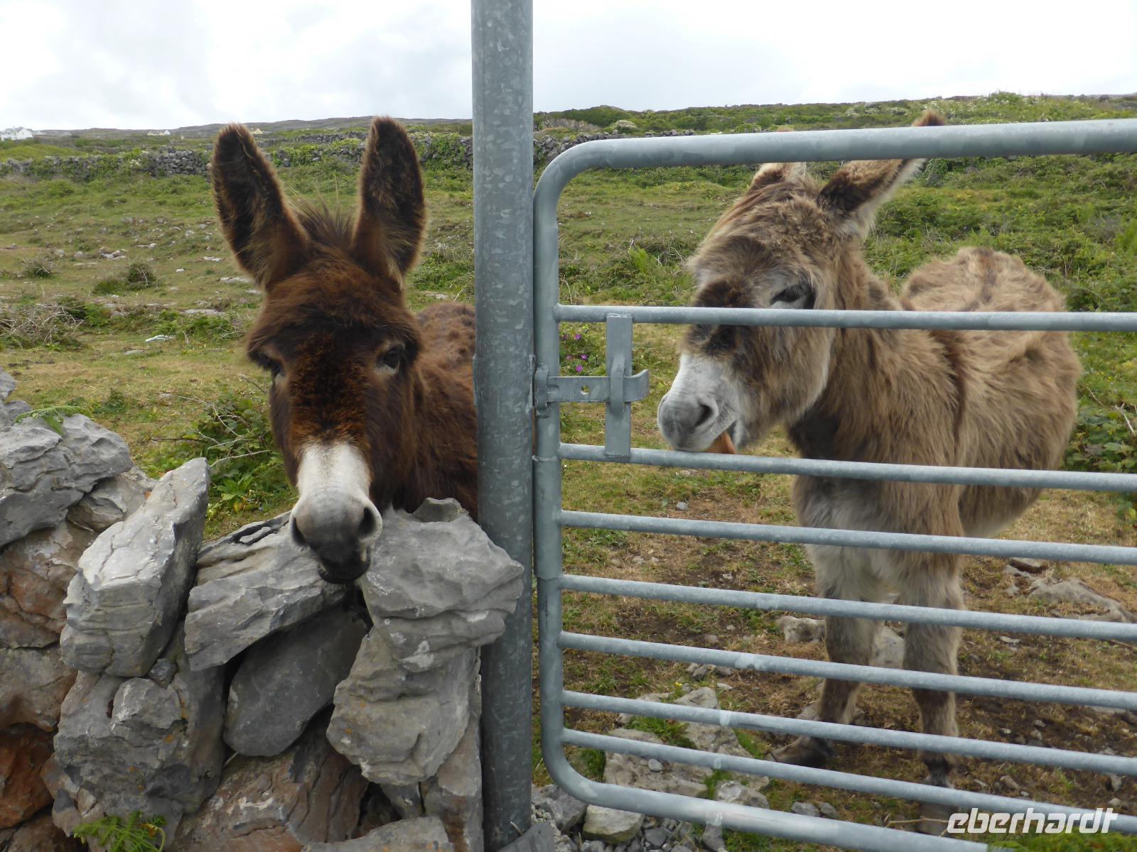056-Inishmore &ndash; &copy; Dirk Schlosser (Eberhardt TRAVEL)